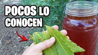 APLICA este POTENTE INSECTICIDA CASERO con LAUREL y Adiós PLAGAS | La Huerta de Ivan