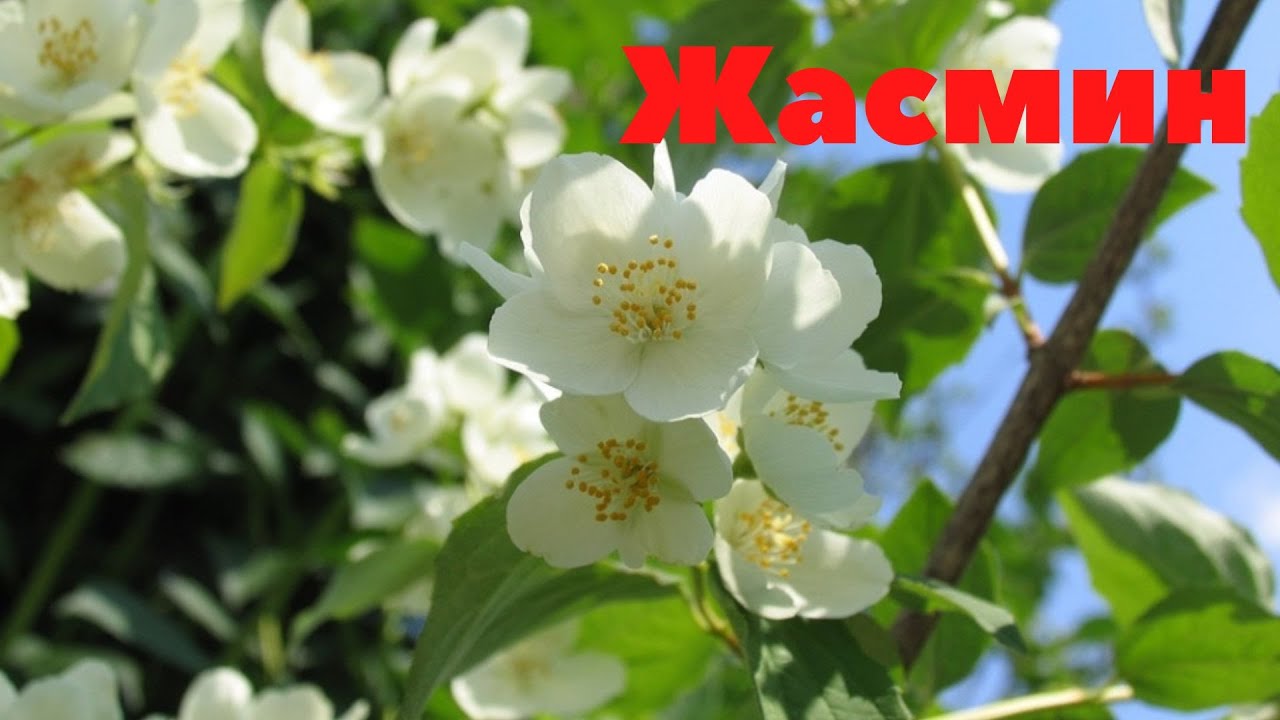 Жасмин садовый или Чубушник. Очаровательное растение с необыкновенным ...