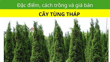 Đặc Điểm và Cách Trồng Cây Tùng Tháp | Kích Thước và Giá Bán Các Loại Tùng Tháp