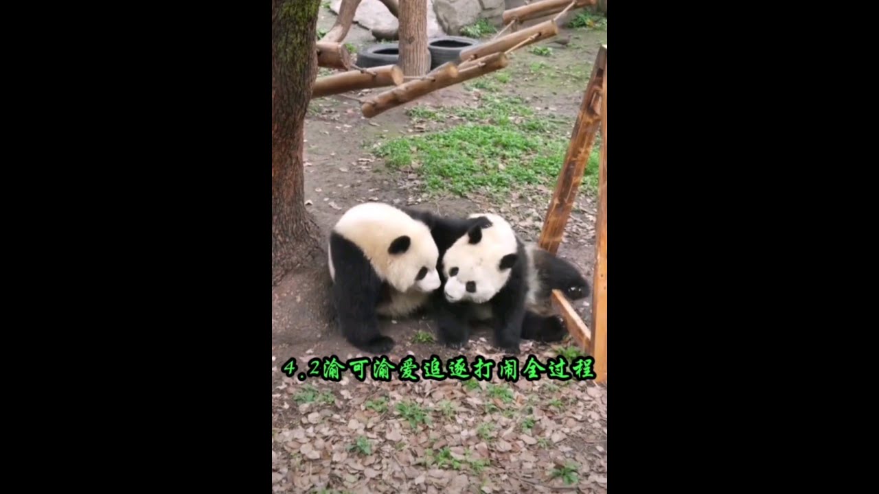 可可见爱姐把游客的目光的吸引了。吃醋的把妹妹拉下了“神坛”。随后兄妹俩又开始追逐打闹。好在外公及时出来用笋笋阻止兄妹俩，但吃笋时兄妹俩互不相让的抢起了笋笋……