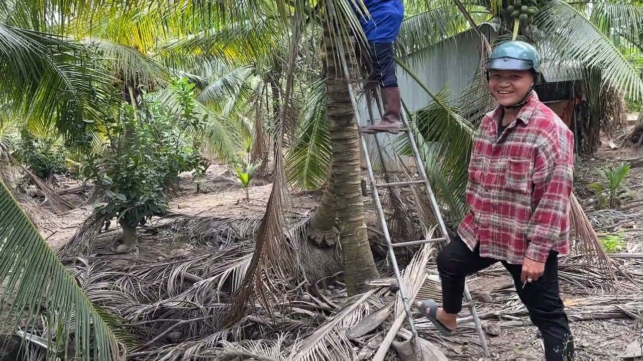 Anh em đi hái dừa của hàng xóm - Vlog Miền Tây