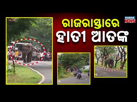 କପିଳାସ ଭୁବନ ମୁଖ୍ୟ ରାସ୍ତାରେ ହାତୀ ଆତଙ୍କ | Elephant Scare In Dhenkanal! Traffic Disrupted For 4 Hours