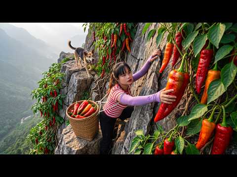 Cosecha de 999 kg de Chiles en la Ladera de la Montaña y su Transporte al Mercado para la Venta