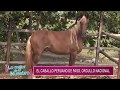 LO MEJOR DE LO NUESTRO El Caballo Peruano de Paso, orgullo nacional