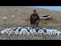 SOLO spring SNOW goose HUNT!!! (32 birds) Alberta 2020