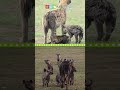 Hyena Ecology and Behavior