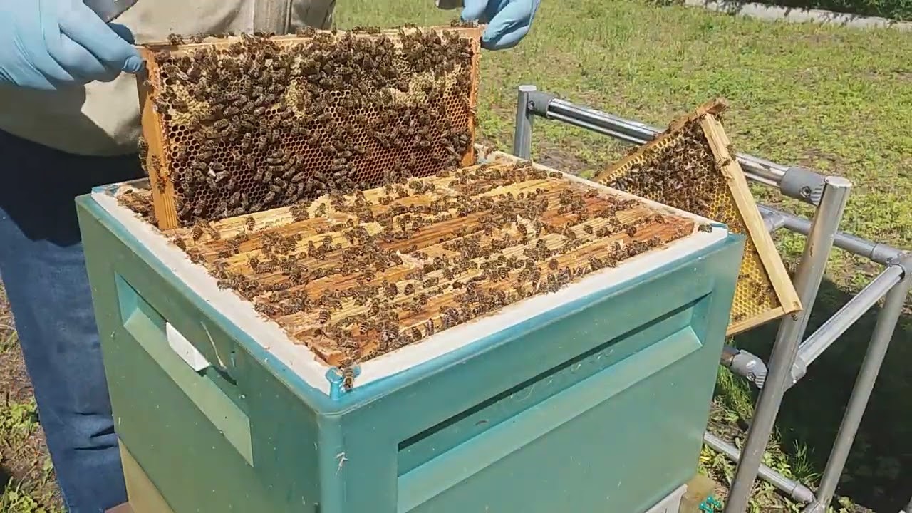 Ocena lipcowego odkładu i ilości miodu nawłociowego cz. 1 2024.08.24