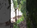 على الزراعيه روحت اقابل حبيبي