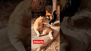 Haan vs Kat: De ultieme confrontatie! 🐔🔫#voorjou #kat #haan #grappig #animatie #lol #shorts