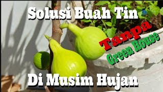 Solusi Buah Tin Di Musim Hujan Tanpa Green House