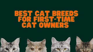 Best Cat Breeds for FirstTime Cat Owners