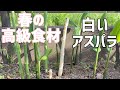 ラップの芯を被せるだけで簡単ホワイトアスパラガス作り