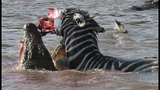 Zebra Chased By Crocodiles 4K High Definition - Warning Graphic Content