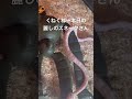 本日も可愛い!