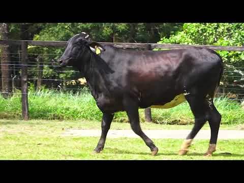 LOTE 46 N8769 DELIRANTE TUFF FIV DA PALMA   5884