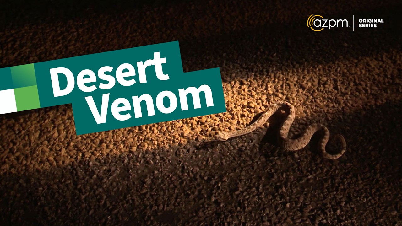 Desert Venom | Tracking rattlesnakes and searching for venomous desert creatures | The Desert Speaks