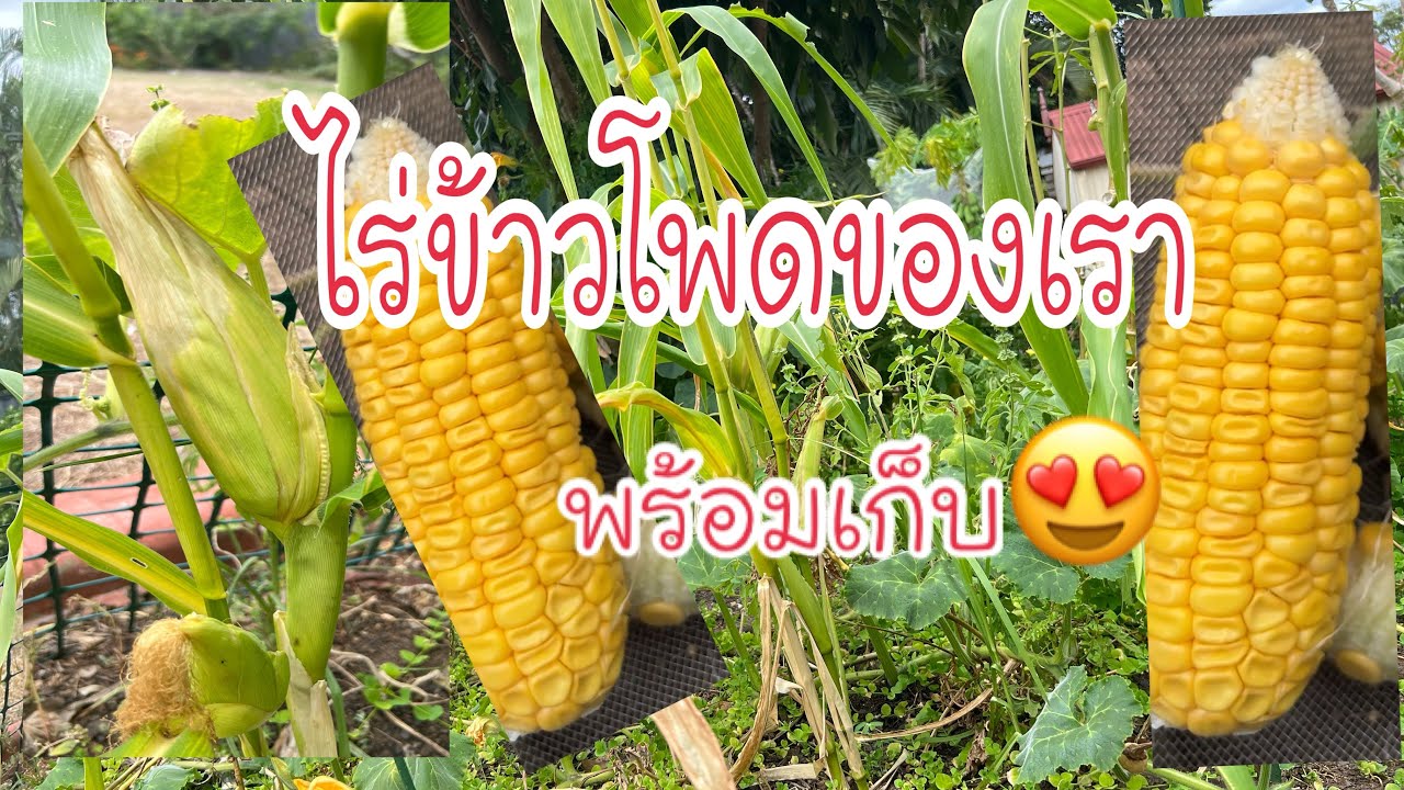 26/02#05 Let's go to the field to harvest corn! 🌽🌽