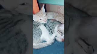 Cute Funny Cats | @mairanasirvlogs | #youtubeshorts #shorts