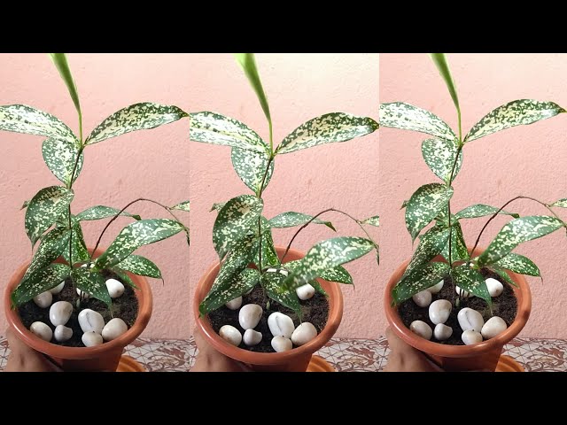 self watering indoor planter Viva Square Self-Watering Rolling Planter, 20