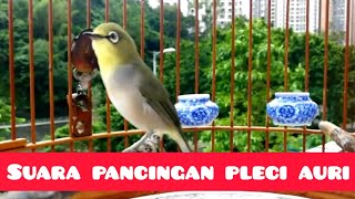 Download Lagu Di jamin pleci auri anda langsung bunyi MP3