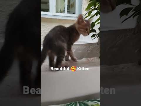 Beautiful 🥰 Little Cat - YouTube