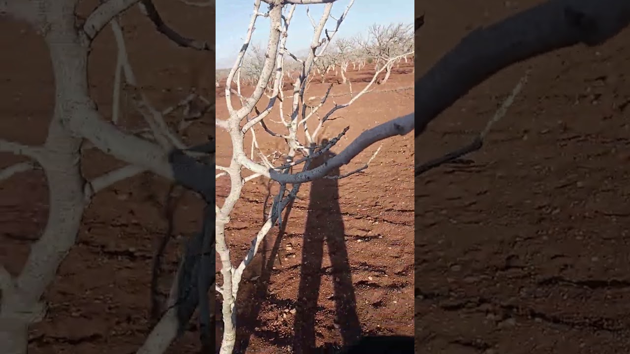 خطأ نقوم به اثناء تقليم اشجار الفستق الحلبي 💔