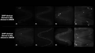 Nanoparticles flowing through microchannels