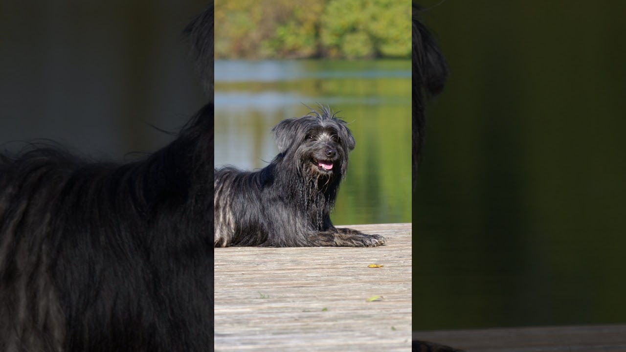Pyrenean Shepherd: Shepherd of the Pyrenees 