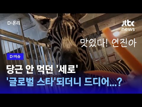 “멋지다~ 세로야! 너 글로벌 스타 됐어”…해외에서도 패러디한 ’얼룩말 탈출'ㅣD:이슈