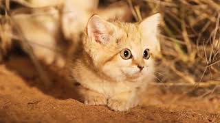 #وثائقي_حيوانات/ سحر الطبيعة مع أجمل موسيقى هادئة. (part:1) screenshot 3