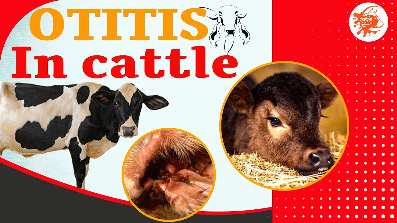 Cattle Ear Rot Otitis in Cattle- A Matter of Concern| Signs, Diagnosis, and Treatment ...