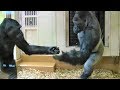 シャバーニ家族 483 Shabani family gorilla