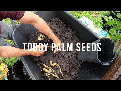 וִידֵאוֹ: What Is A Toddy Palm: Learn About Toddy Palm Tree Care
