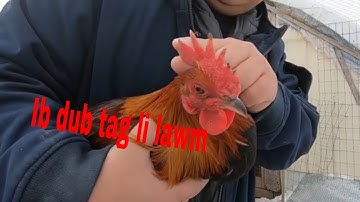 Caij ntuj no qaib lub ib zoo li cas