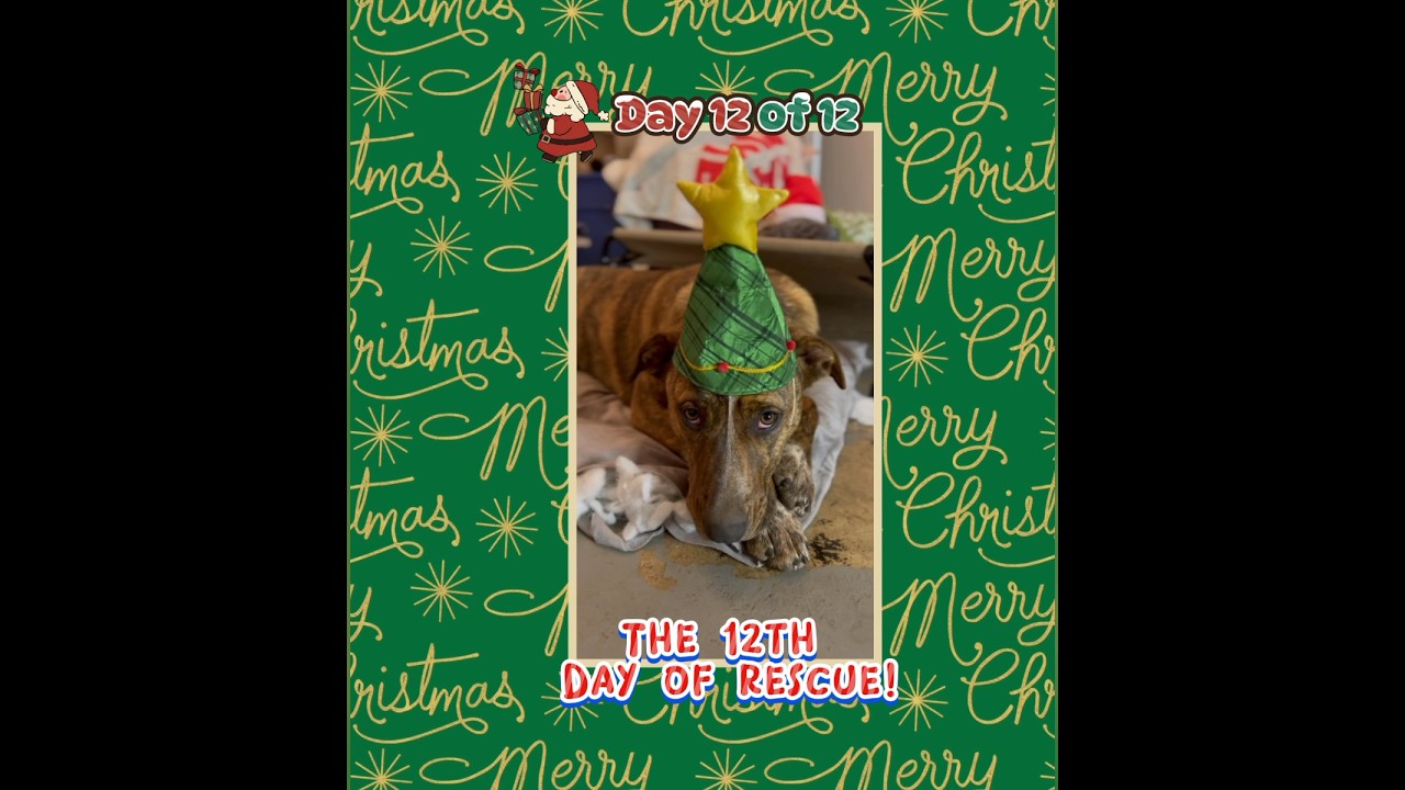 You won't believe this Funny Christmas Dog Rescue Song! 🐾🎄🤣 