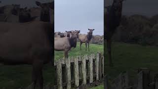 Elk at Cannon Beach