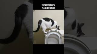 Gato usando el inodoro y descarga el agua