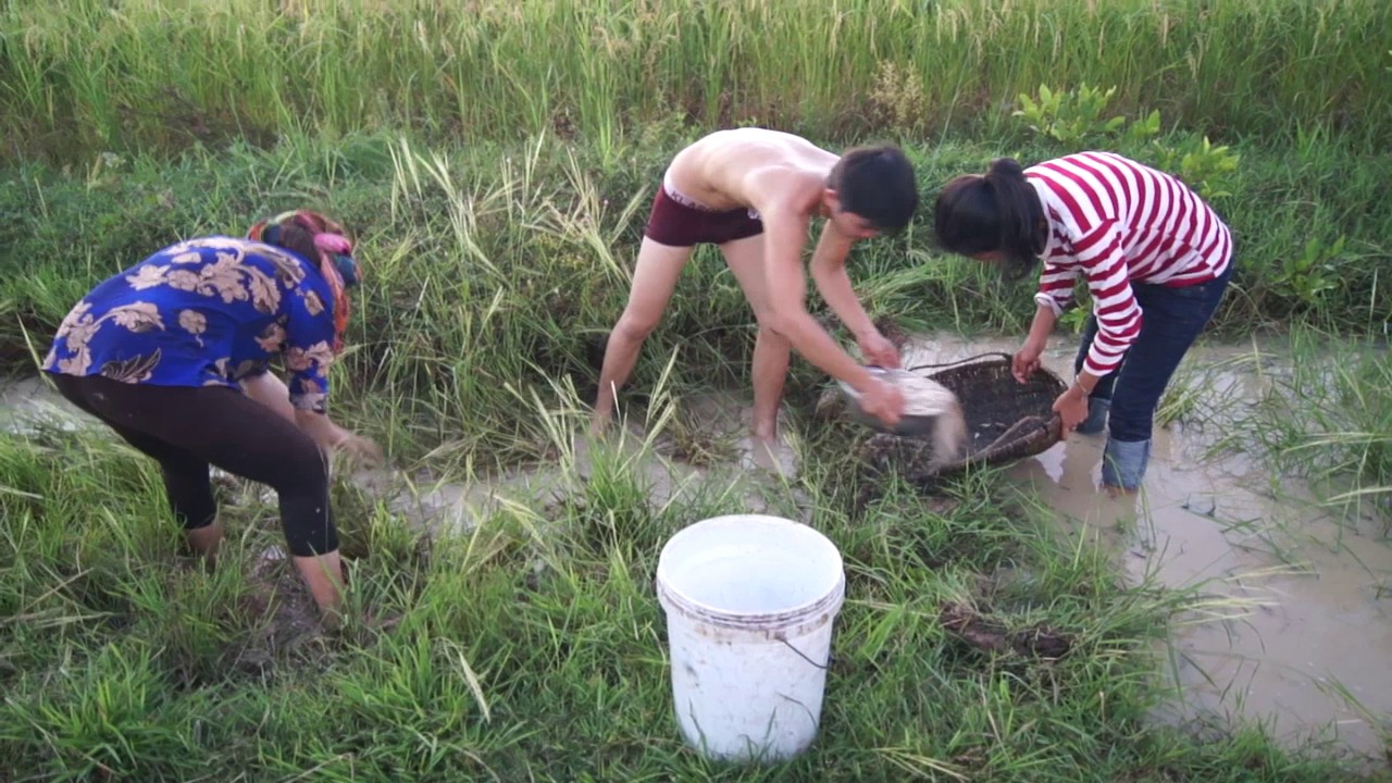 Net Fishing at Siem Reap Province Cambodia Traditional Fishing