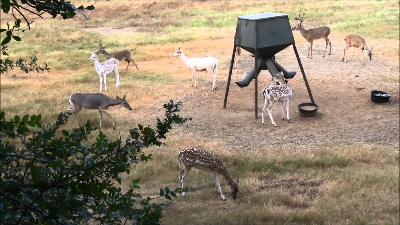 Sullivan Ranch Texas Bryn First Harvest! Fallow Doe - Port Sullivan Ranch Texas - YouTube