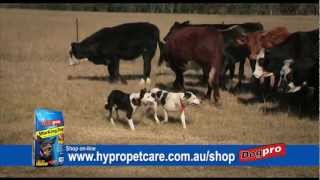 DOGPRO WORKING DOG PLUS 30 SEC TV COMMERCIAL