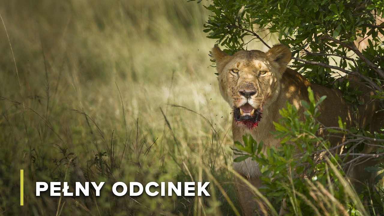 Żywa sieć życia sawanny | Ikony Dzikiej Przyrody 105