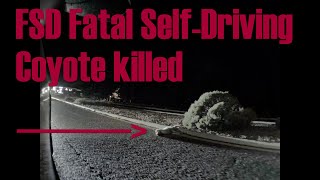 FSD Fatal Self-Driving Coyote killed