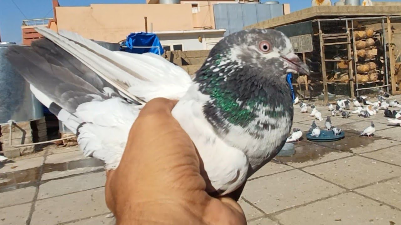 صيد اليوم ✌️ صيد تار تيدي 💪 شوفو شلون نزل من العطش ❤️❤️