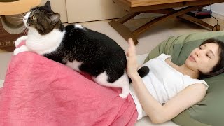 🐈お盆休みをまったり過ごすママとかまってもらいたい猫w