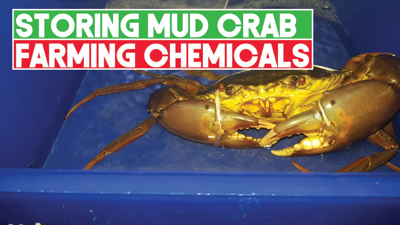Как хранить химикаты, используемые при выращивании крабов | Технологии аквакультуры