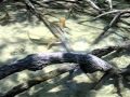 ปลาฉลามที่เกาะสุรินทร์ (Small Shark @Surin Island, Thailand)