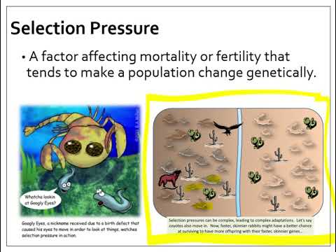 Unit 3 Lesson 1 Introduction to Evolution - YouTube