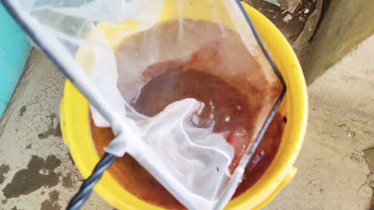 جمع الدافينيا وتغذية الاسماك ومشروع المكان الجديد