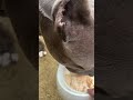 ピットブルご飯食べない三日目 #保護犬達の楽園 #dog
