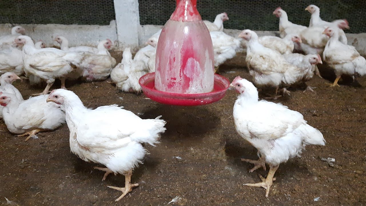 How to Broiler Polutry Farm 🐔??? |polutry farm# shorts